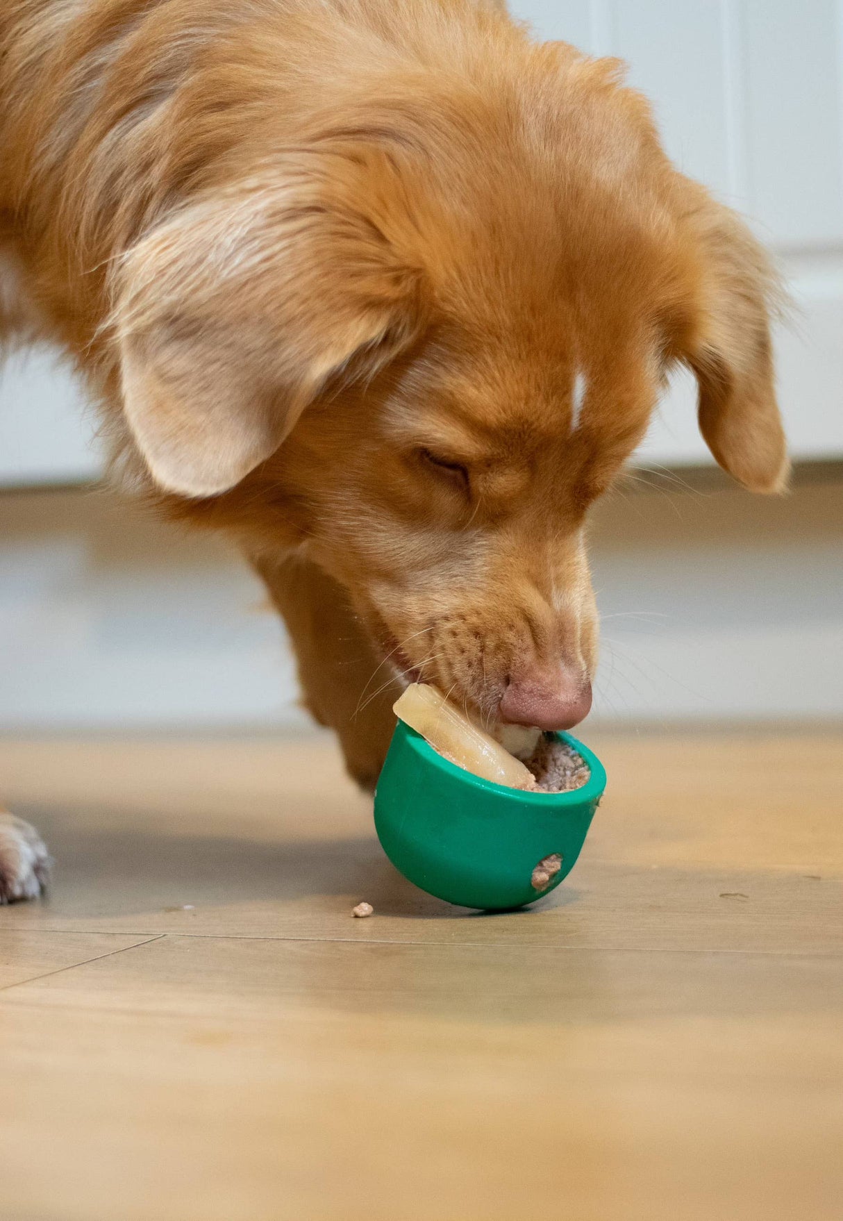 Bodhi & The Birchtree Food Dispenser & Slow Feeder Light & Spruce Green