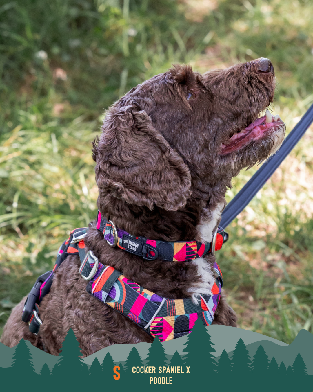 Twiggy Tags Comfort Collar