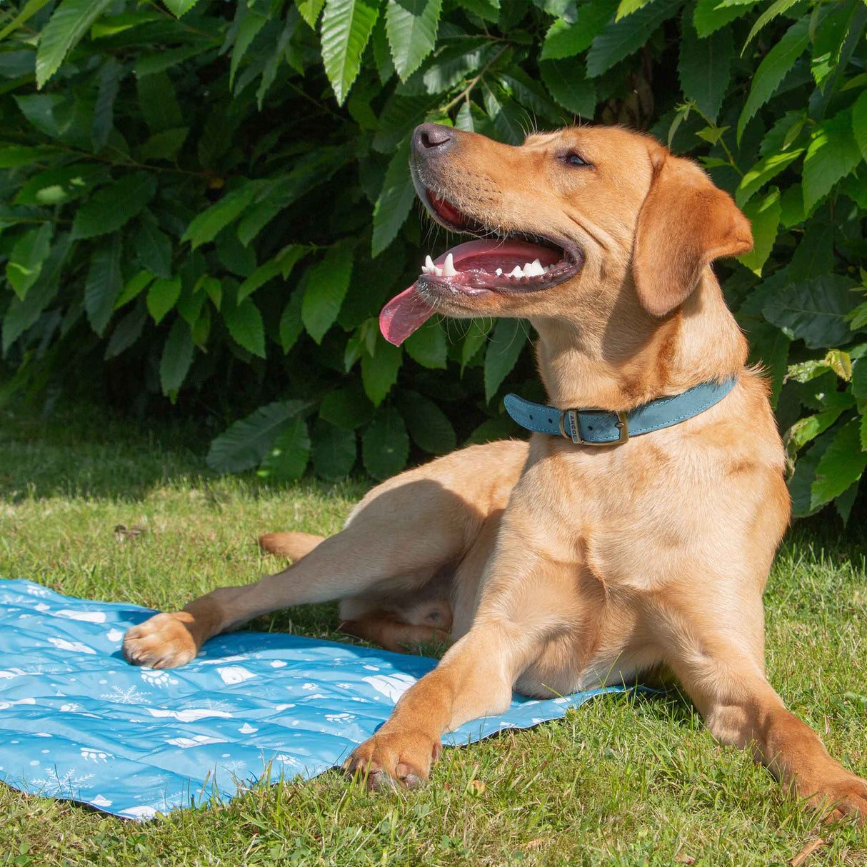 Ice Paws Cooling Mat Small or Large