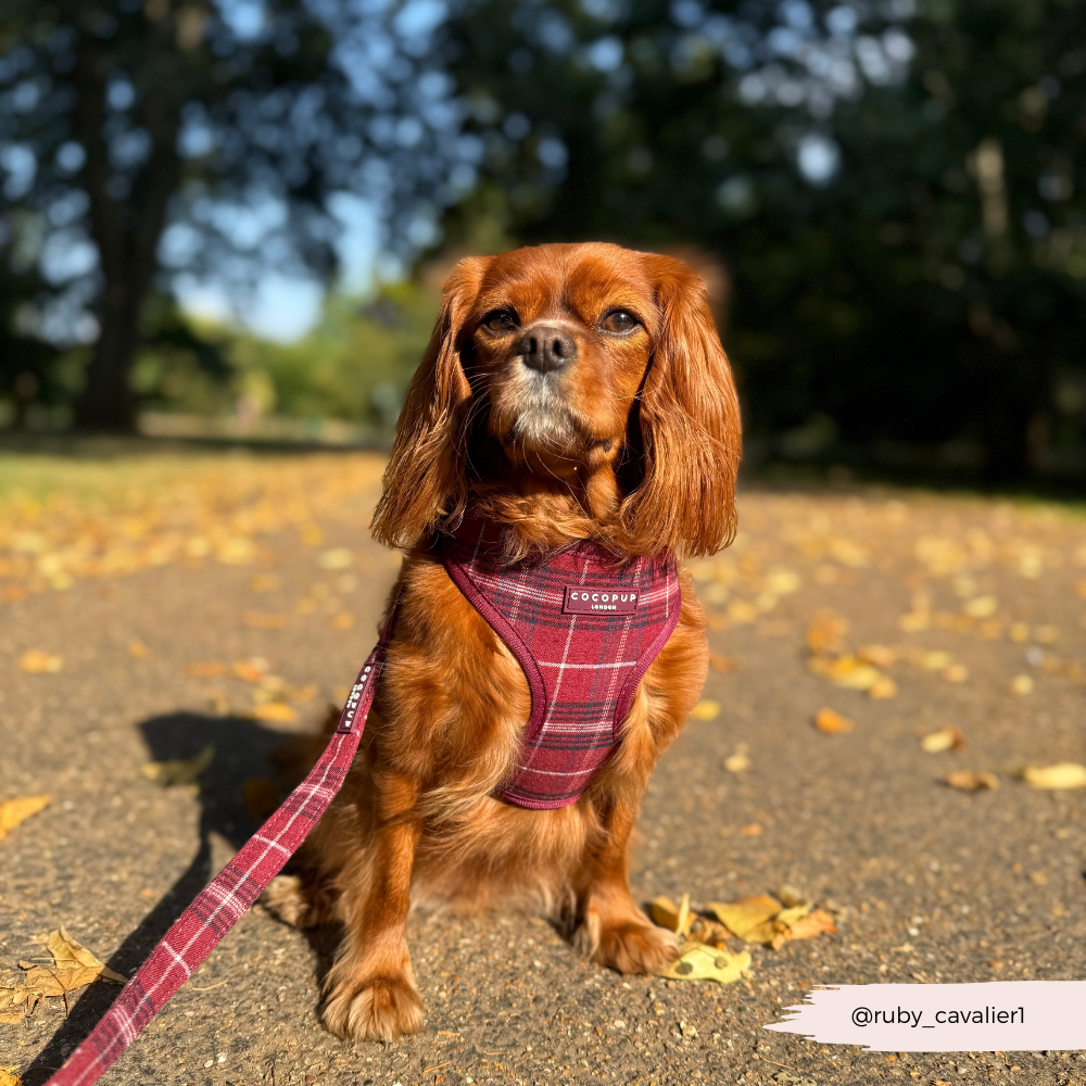 Cocopup Mulberry Plaid Adjustable Neck Harness