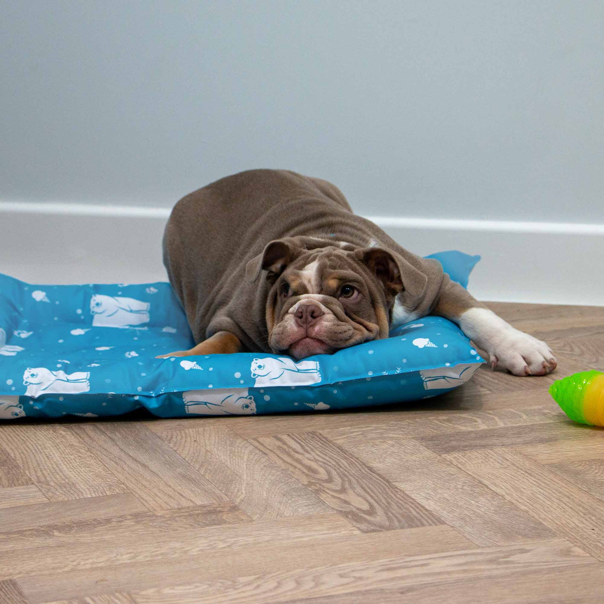 Ice Paws Cooling Pet Bed -Small or Large