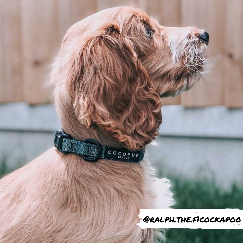 Cocopup Khaki Leopard Collar