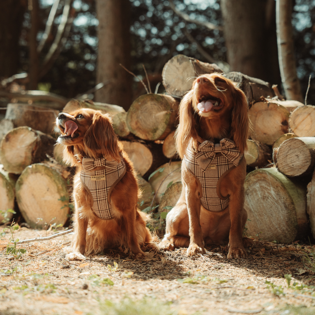 Cocopup Pup Plaid Bow Tie