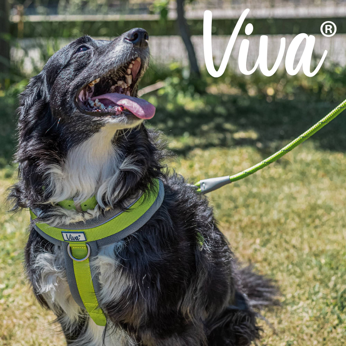 Ancol Viva Rope Snap Lead 107cm x 1.2cm