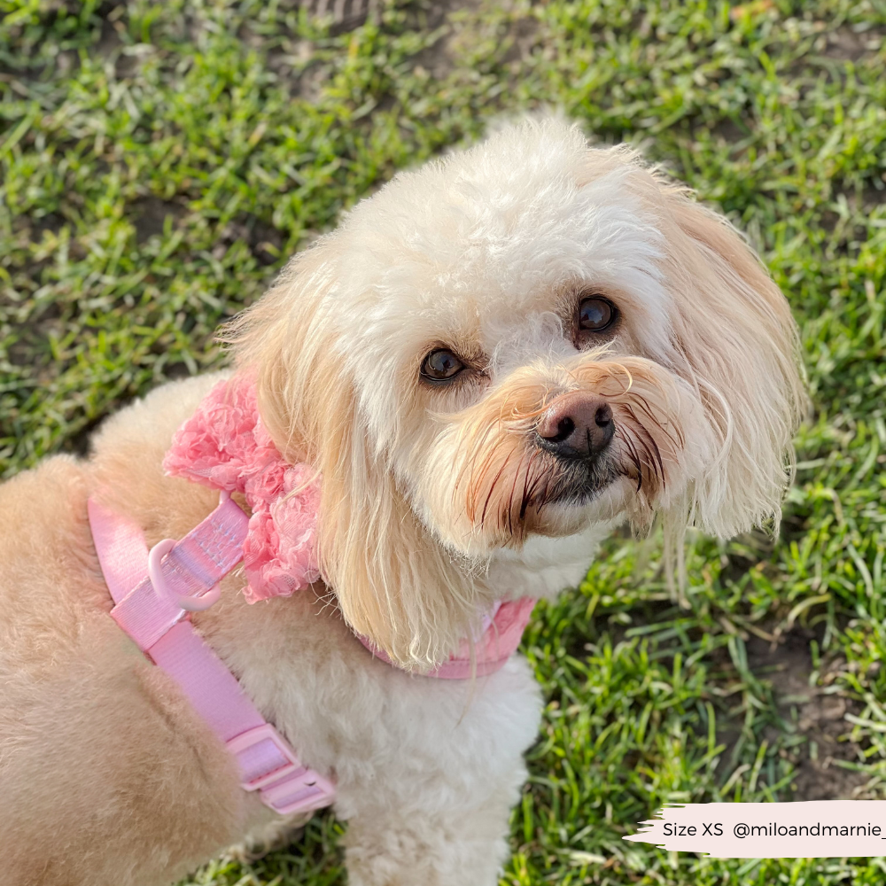 Cocopup Peony Pup Adjustable Neck Harness