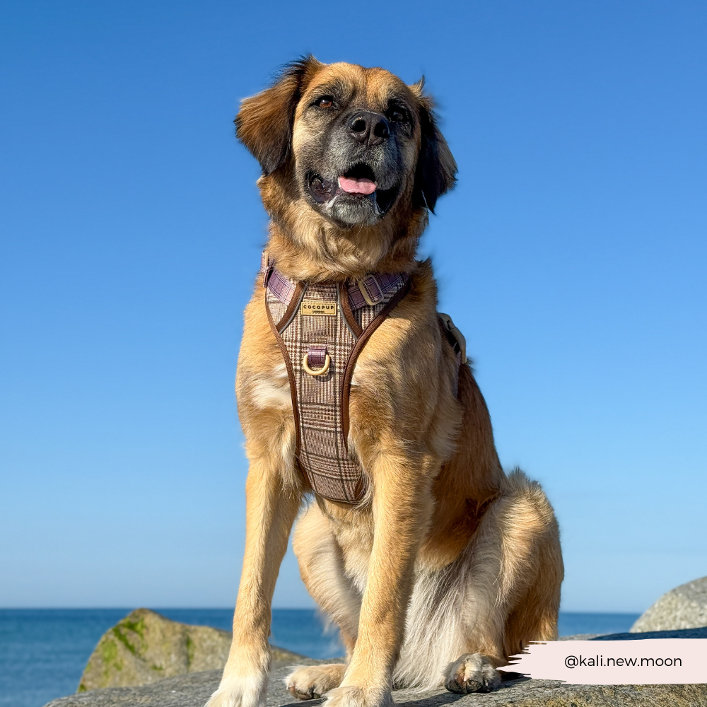 Cocopup Explore Dog Harness - Pup Plaid