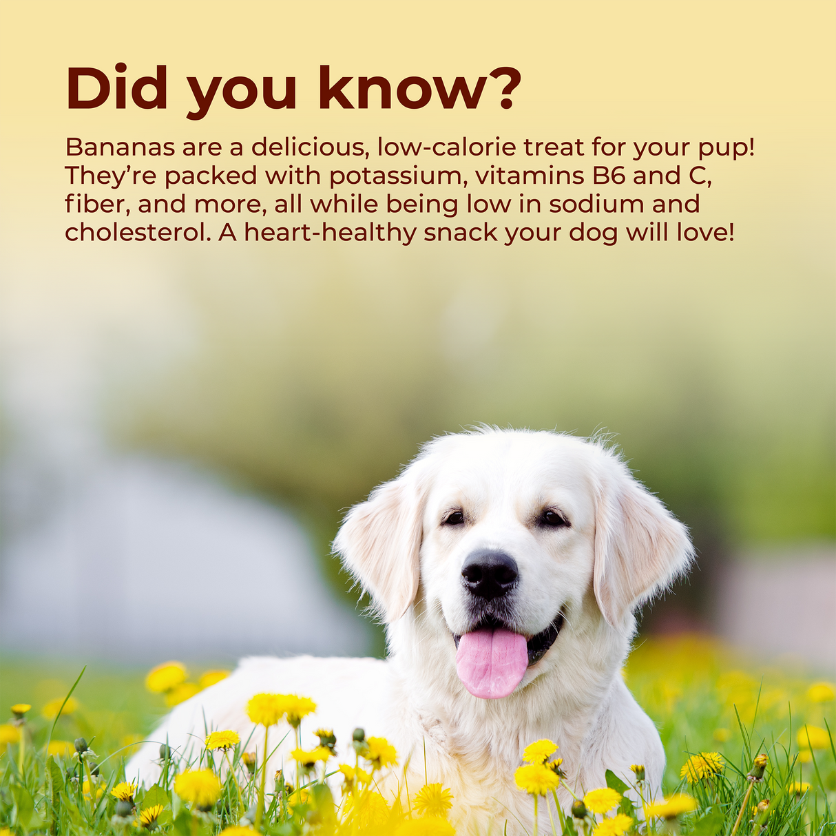 Pawfect Peanut Butter for Dogs: Banana & Flaxseeds
