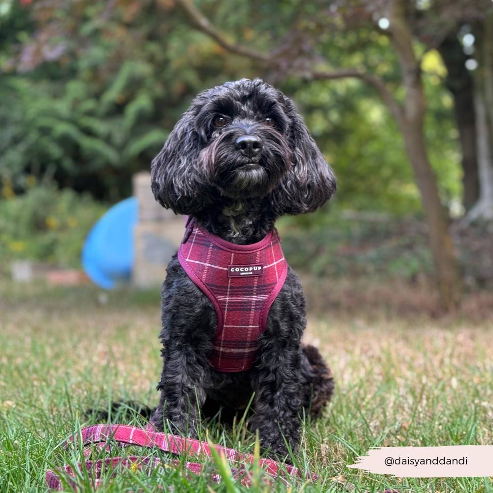 Cocopup Mulberry Plaid Adjustable Neck Harness