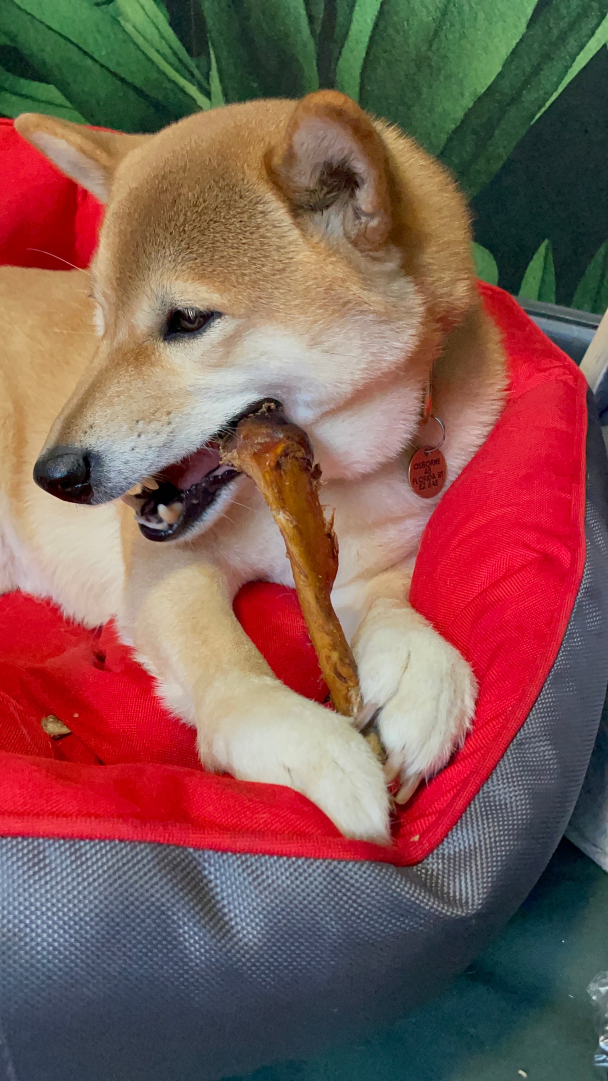 Ostrich Drumstick Dog Chew