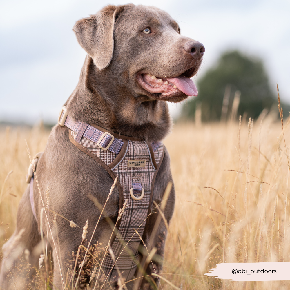 Cocopup Explore Dog Harness - Pup Plaid