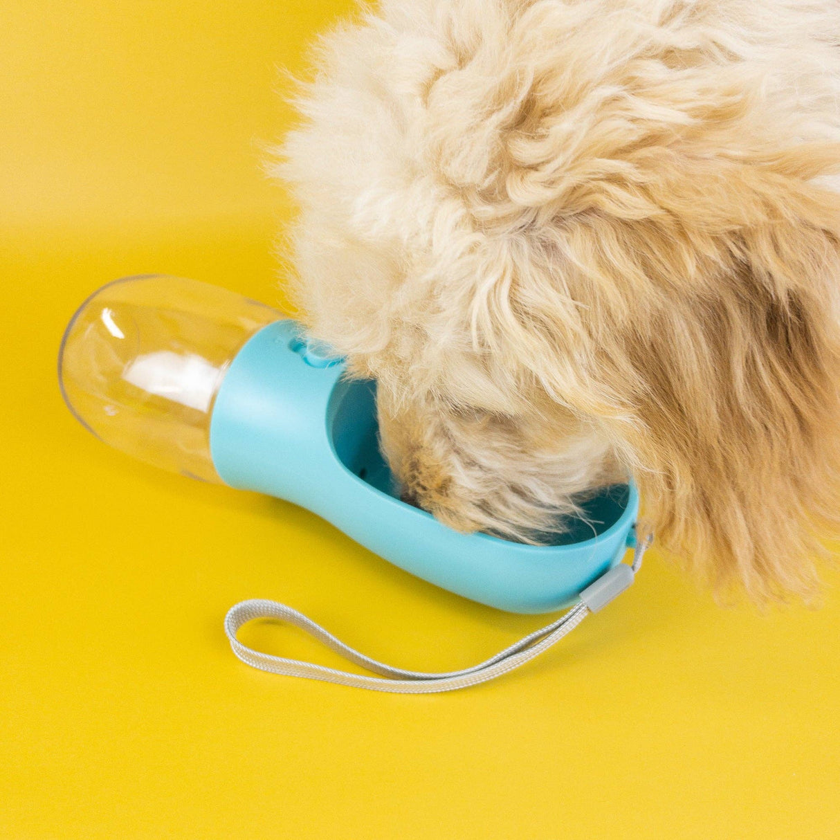 Dog drinking from a blue portable water bottle on a yellow background
