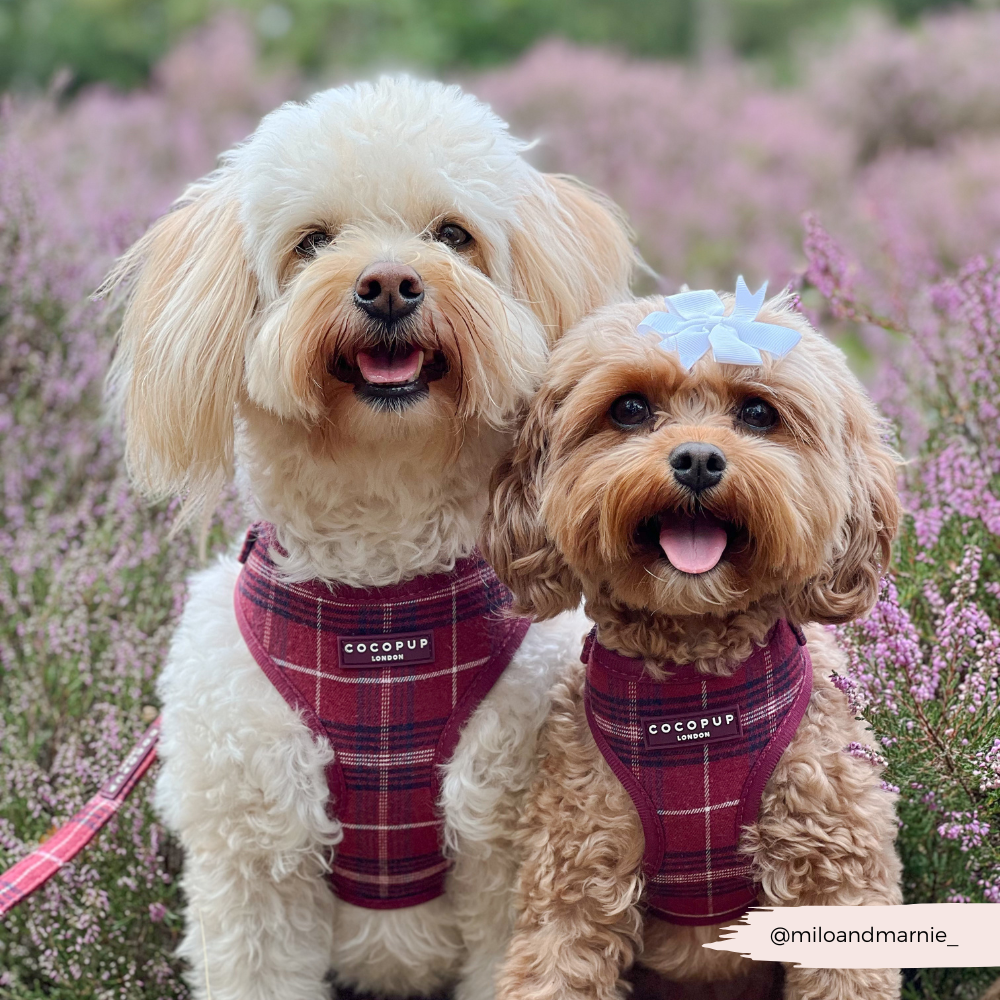 Cocopup Mulberry Plaid Adjustable Neck Harness