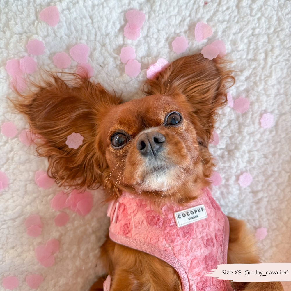 Cocopup Peony Pup Adjustable Neck Harness