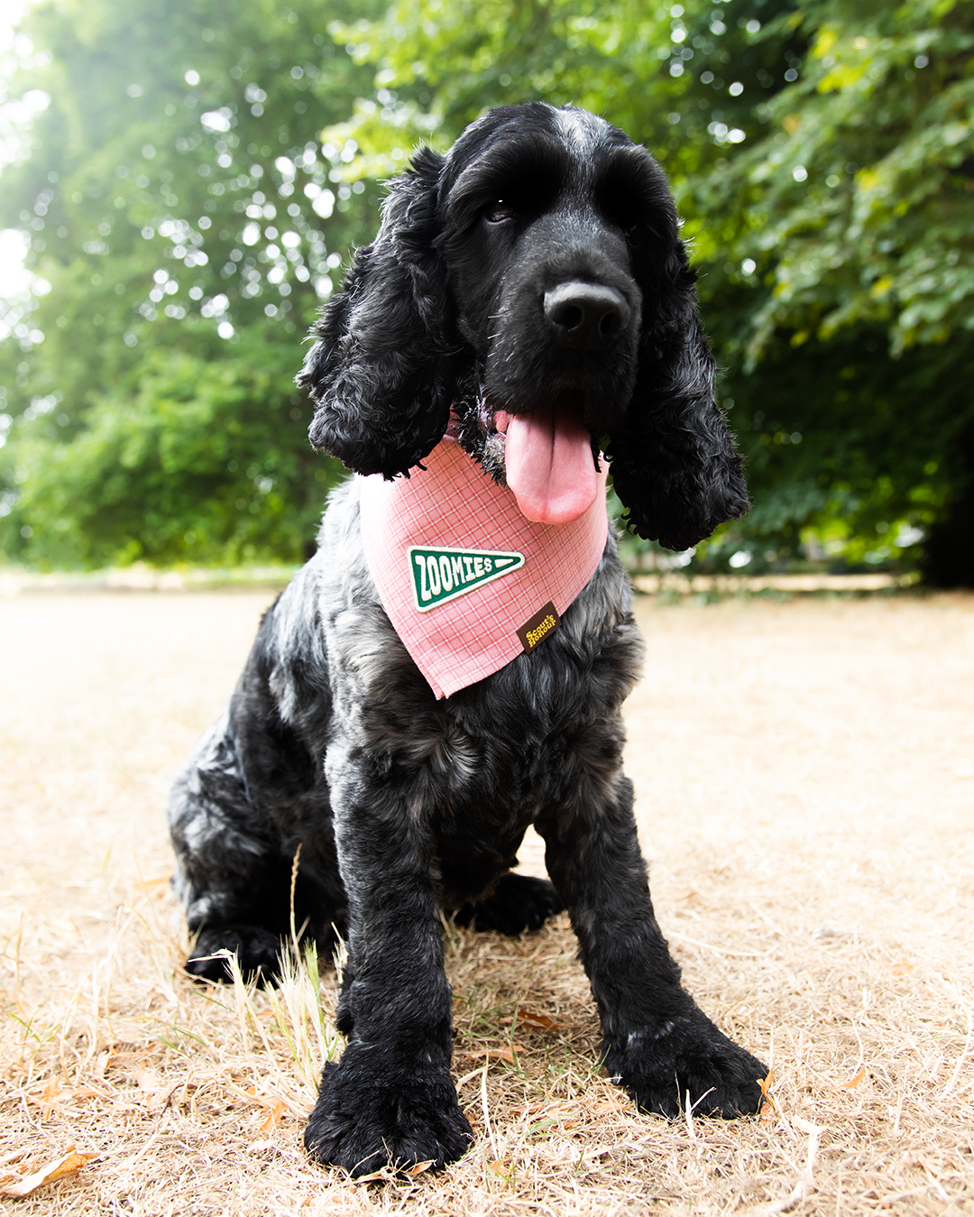 Scout's Honour Zoomies iron-on patch for dogs