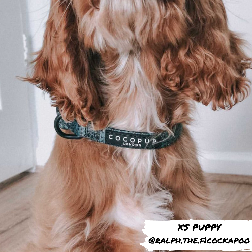 Cocopup Khaki Leopard Collar