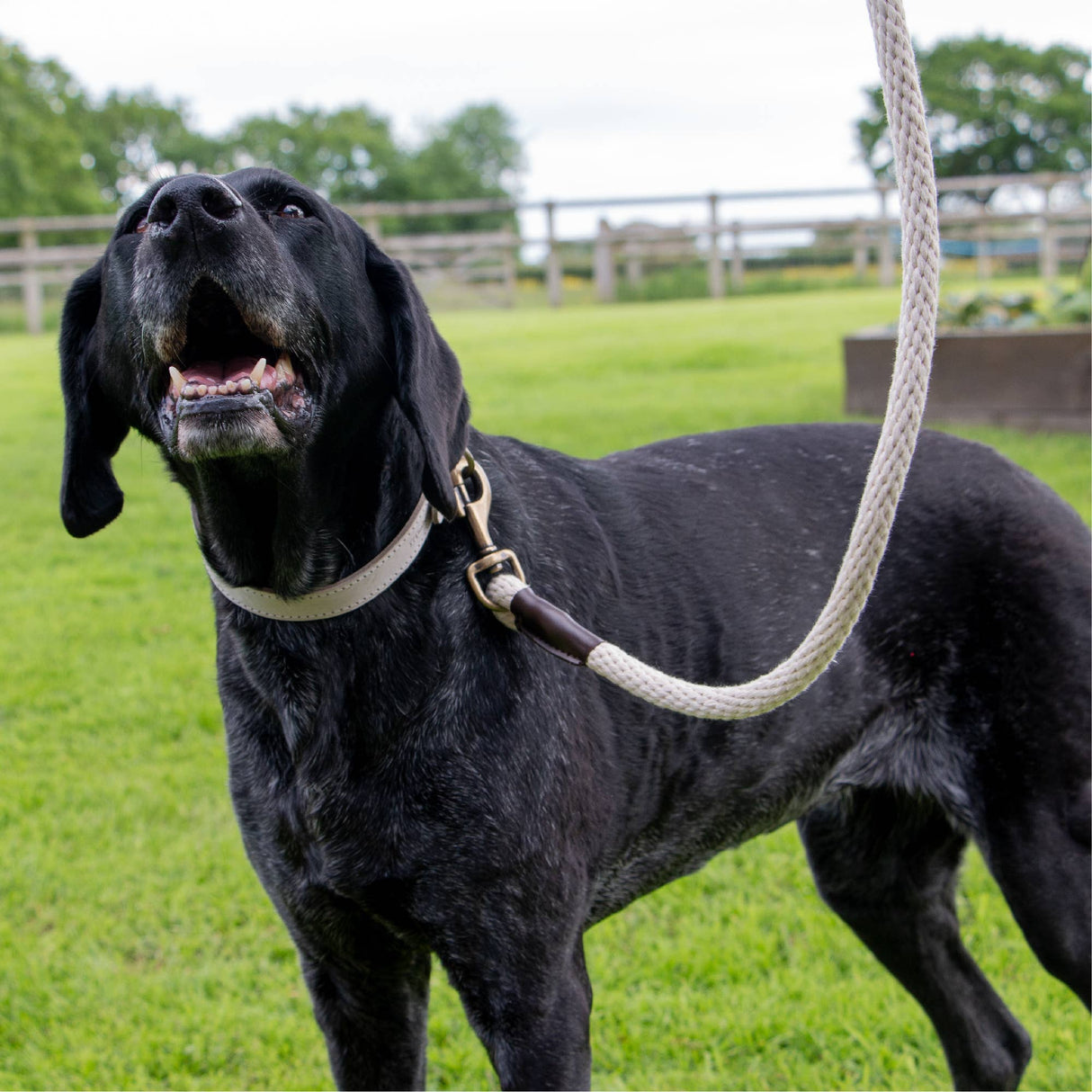 Ancol Heritage Collection Natural Cotton Rope Lead 150 x 1.5cm