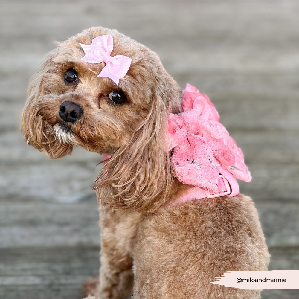 Cocopup Peony Pup Sailor Bow Tie