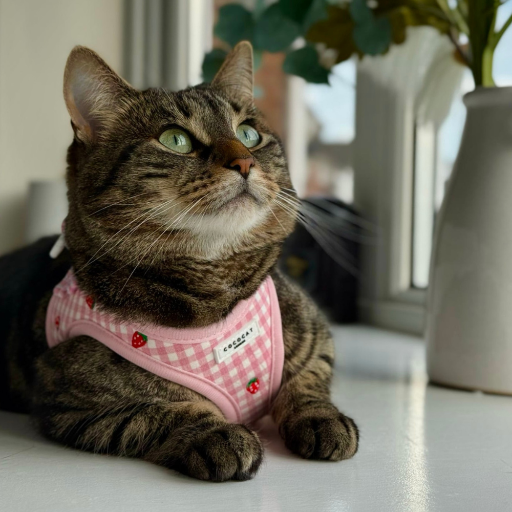 Cocopup Cat Harness - Strawberry Picnic