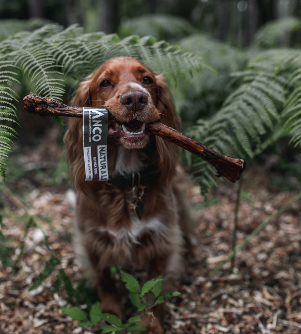Ostrich Wing Bone Dog Chew