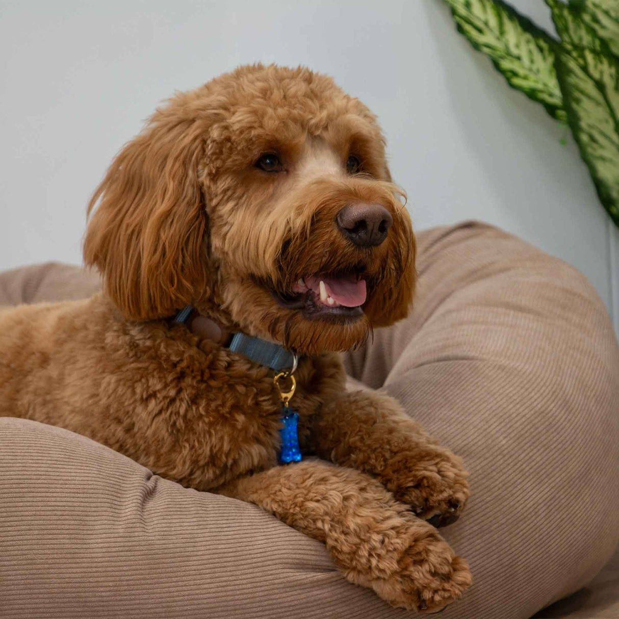 Brown dog with a blue collar sitting on a brown cushion.