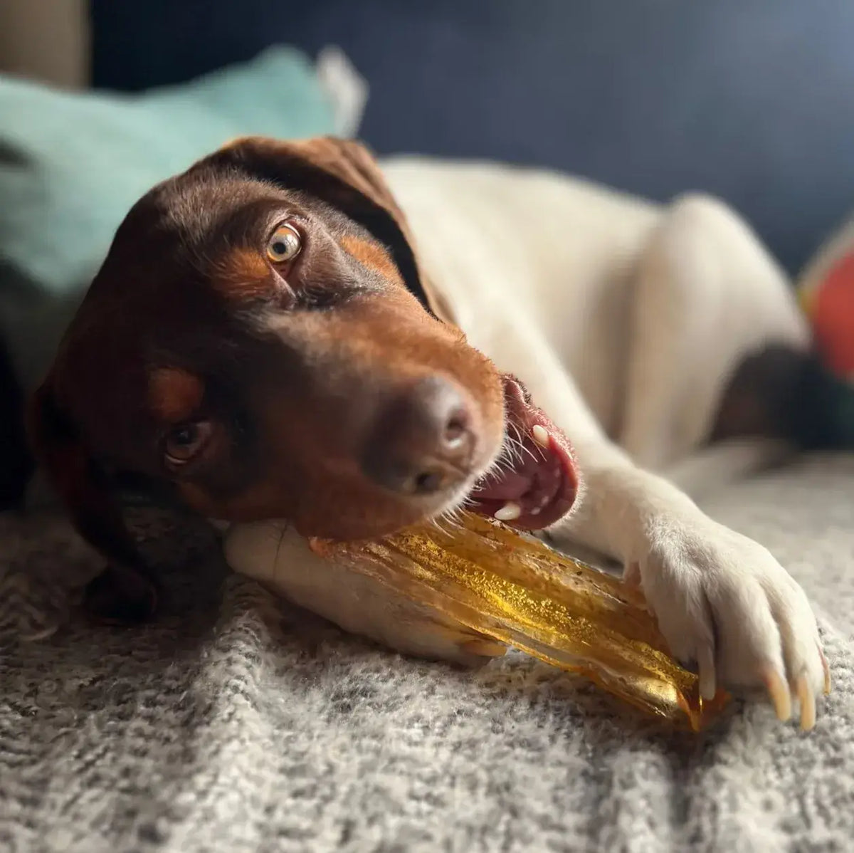 Dog lying on a blanket with a large chew toy in its mouth.