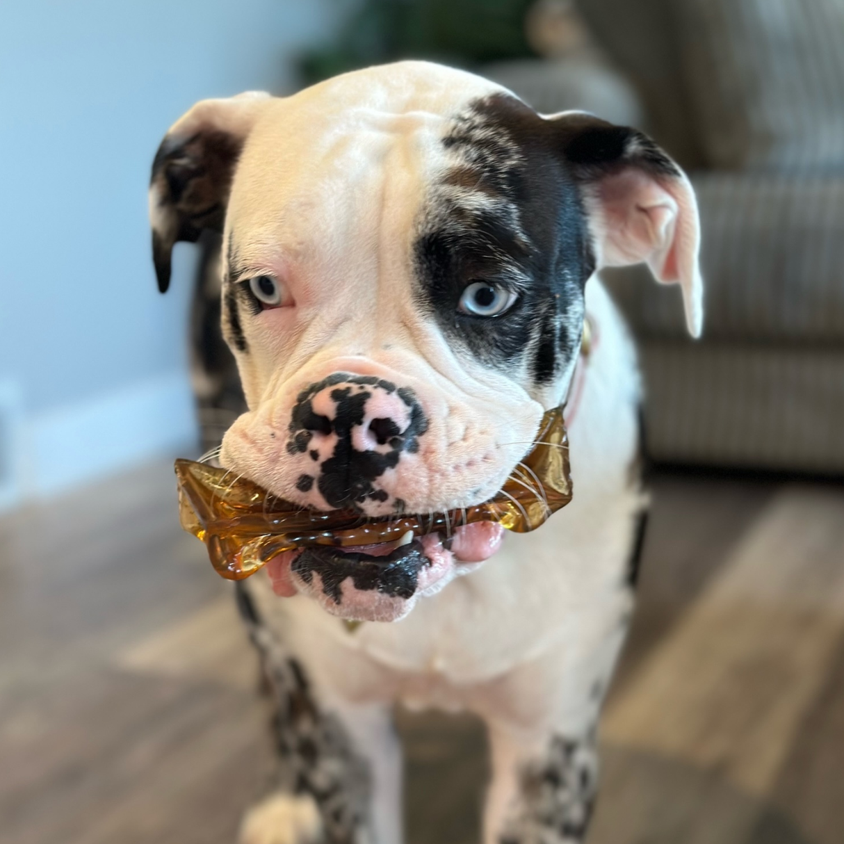 Dog holding a chew in its mouth indoors.