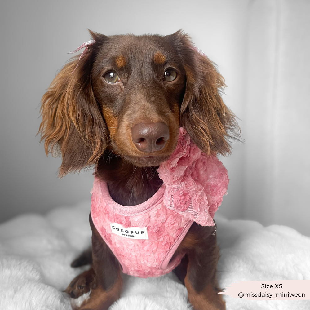 Cocopup Peony Pup Adjustable Neck Harness