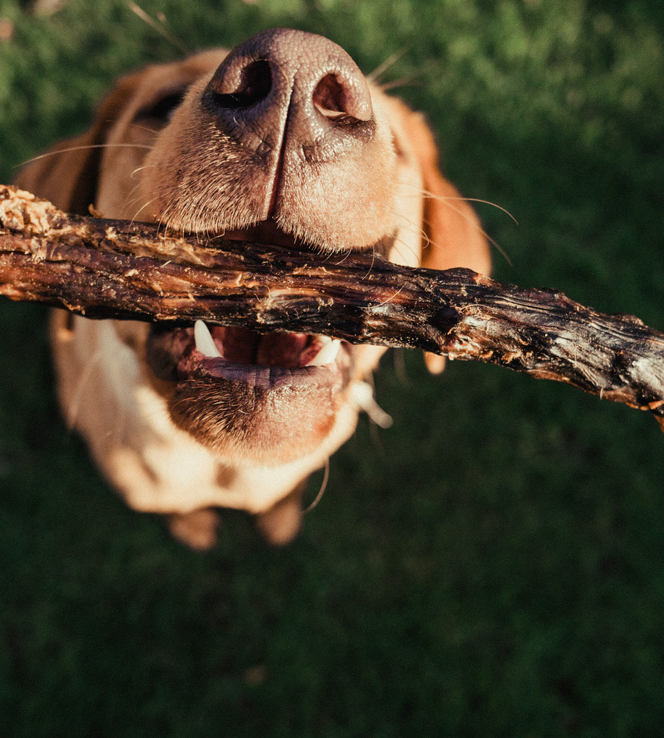 Duck Neck Dog Chew - Price Per 1 Piece