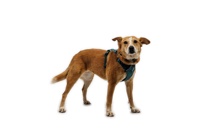 Front Range Flex Harness Deep Teal