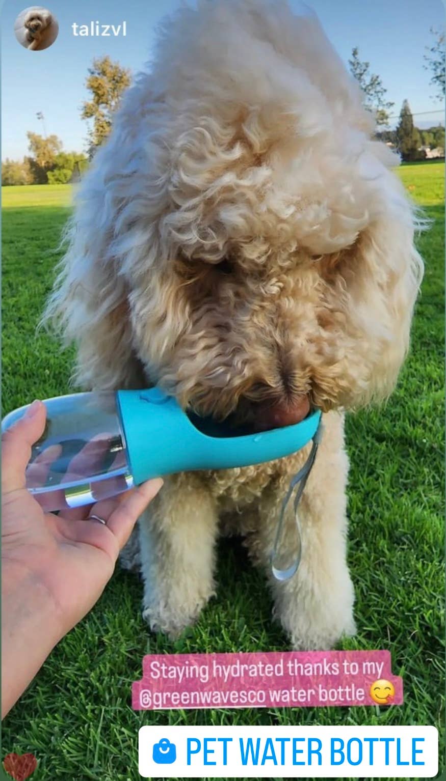 Green Waves Dog Water Bottle With Carbon Filter