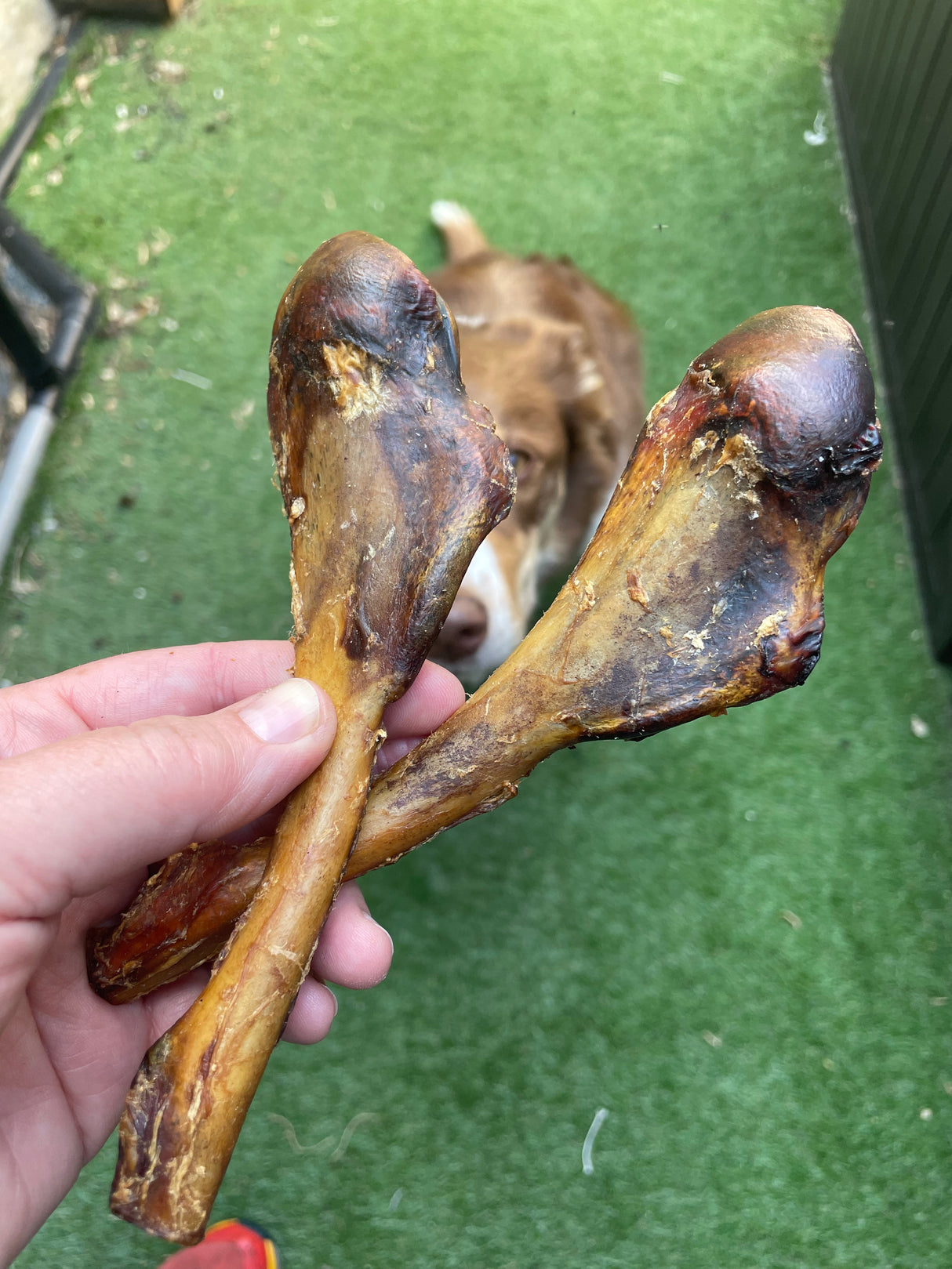 Ostrich Drumstick Dog Chew