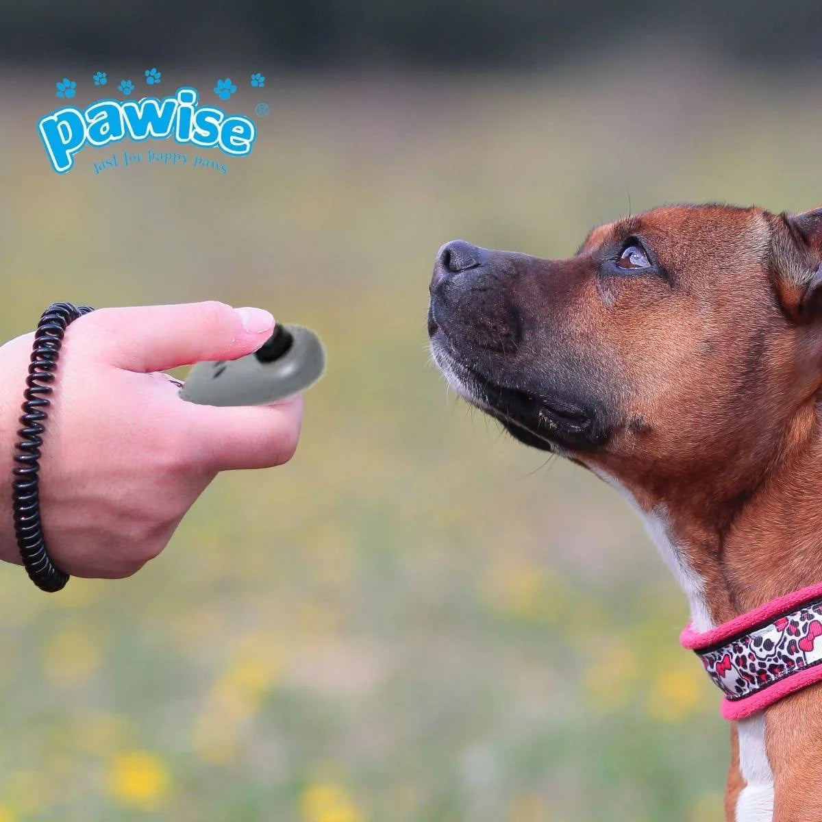 Pawise Training Clicker