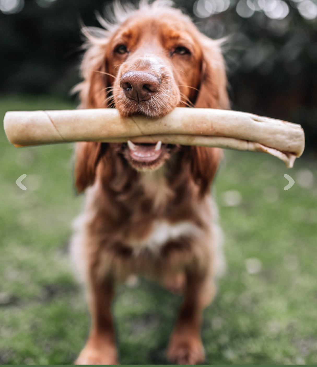 Deli Anco Naturals Large Bully Roll - Price Per 1 Piece