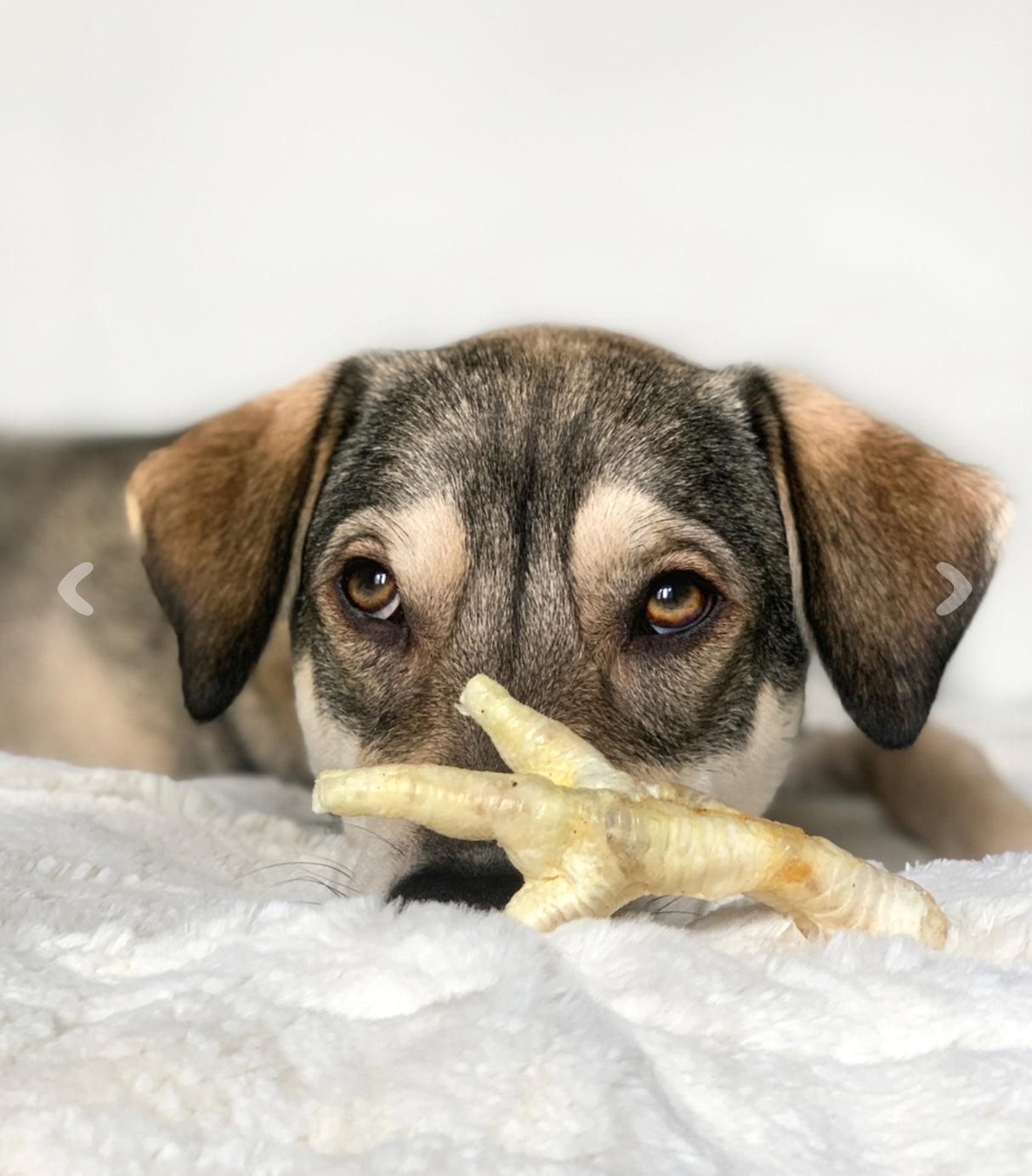 Puffed Chicken Foot Dog Chew - Price Per 1 Piece