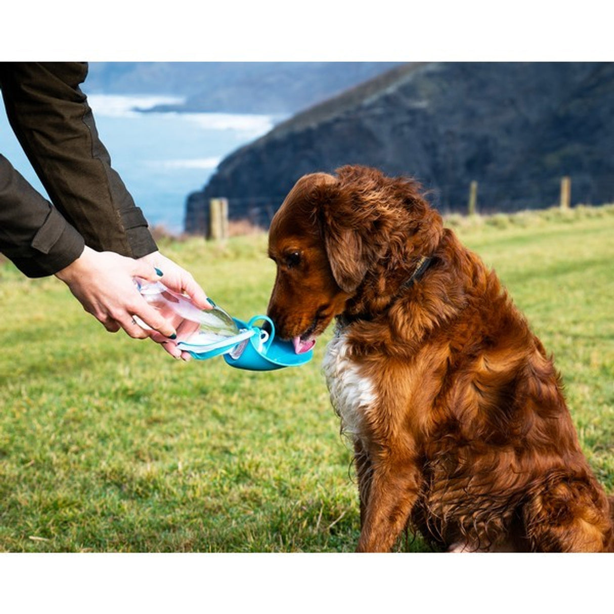 Henry Wag Water Bottle with Leaf Bowl