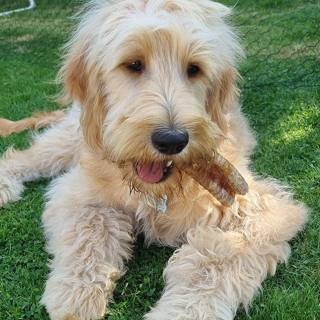 JR Pet Beef Air Pipe (Trachea) 200g