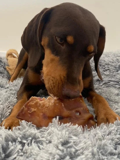 JR Pet Large Pigs Ears 5pk