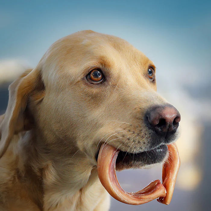 Jr Pet Odourless Pizzle Ring