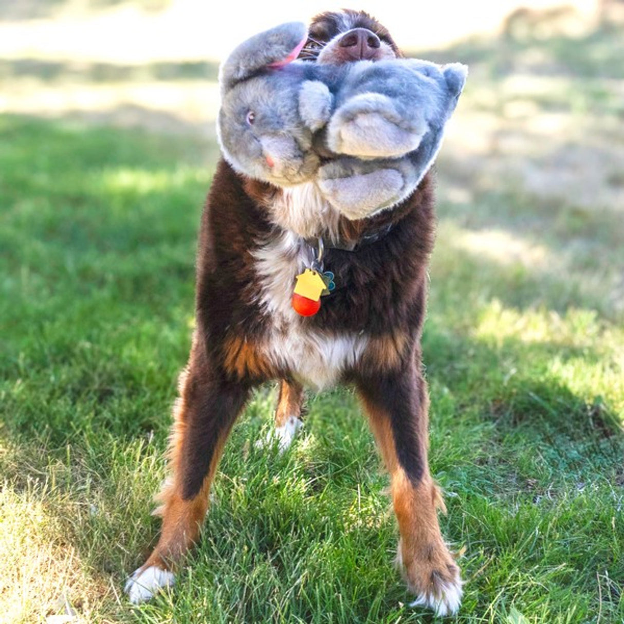 KONG Toughz Bunny Medium