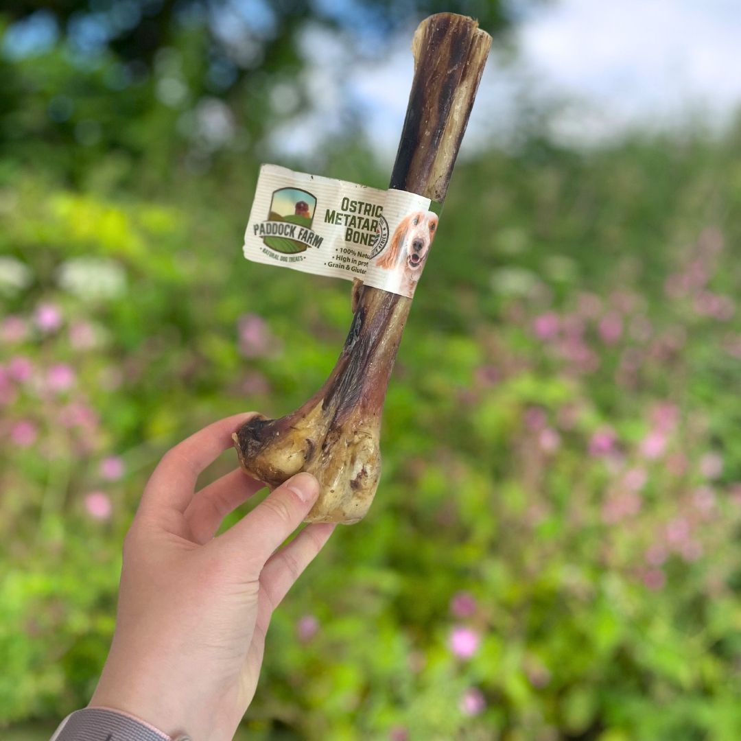 Ostrich Metatarsus Bone - Price Per 1 Piece