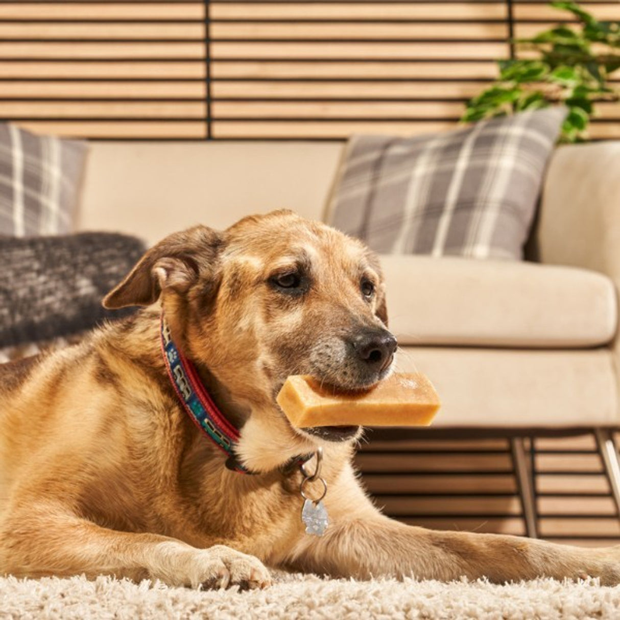 Petello Yak Cheese Chew Peanut Butter