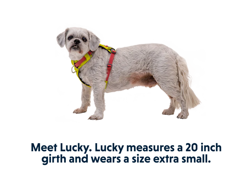 Ruffwear Hi&Light Dog Harness Lichen Green