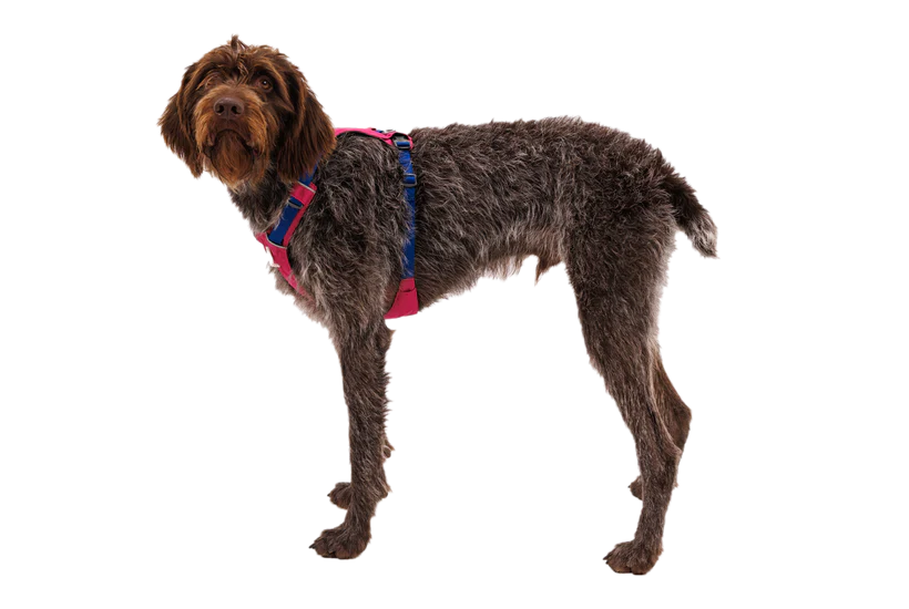 Ruffwear Hi & Light Harness Alpenglow Pink