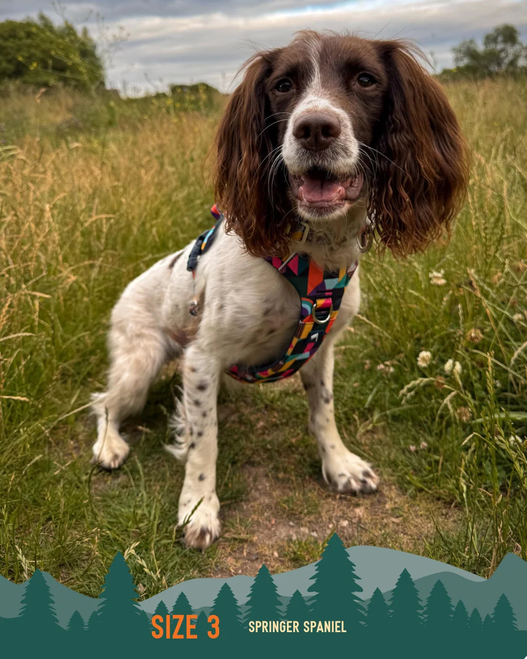 Twiggy Tags Adventure Dog Harness 2.0