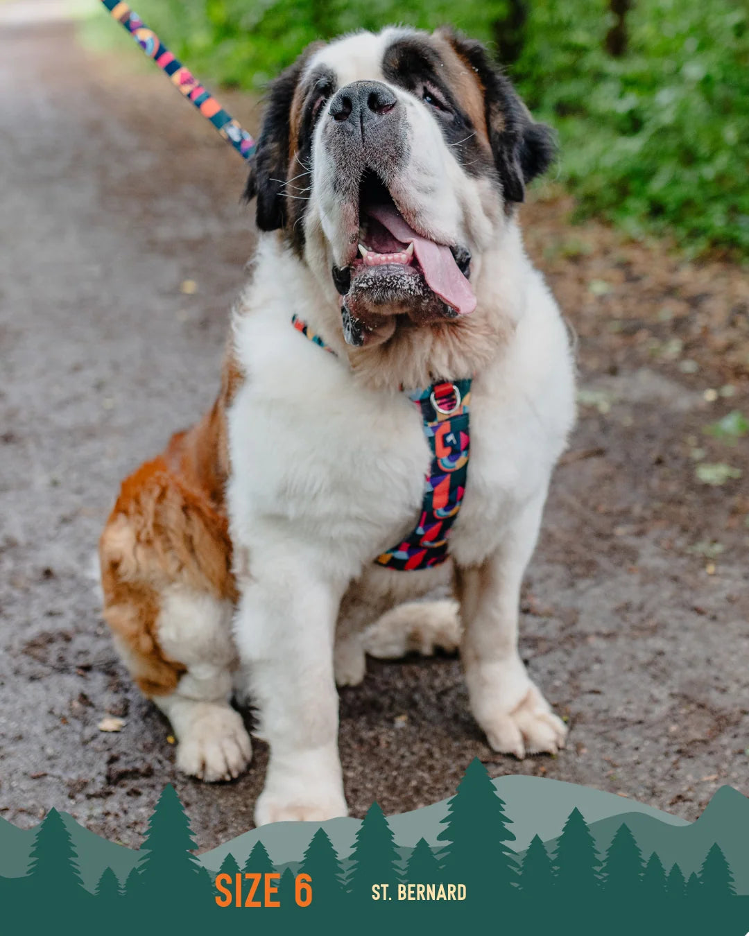 Twiggy Tags Adventure Dog Harness 2.0