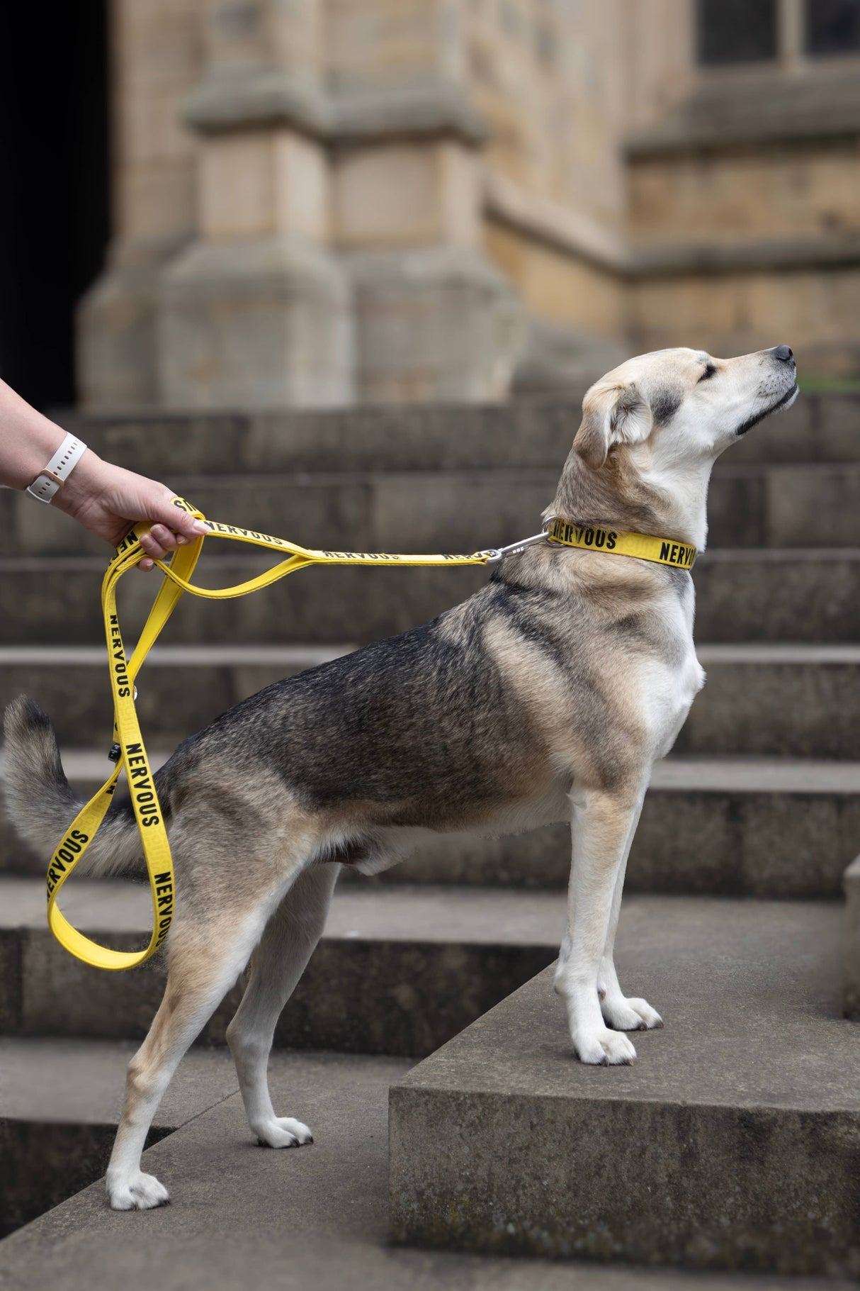 Dog on a yellow leash held by a person, standing on stone steps with a building in the background