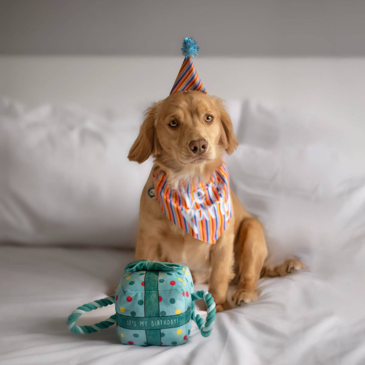 Ancol Pawty Time Striped Hat & Bandana Set ( M/L)