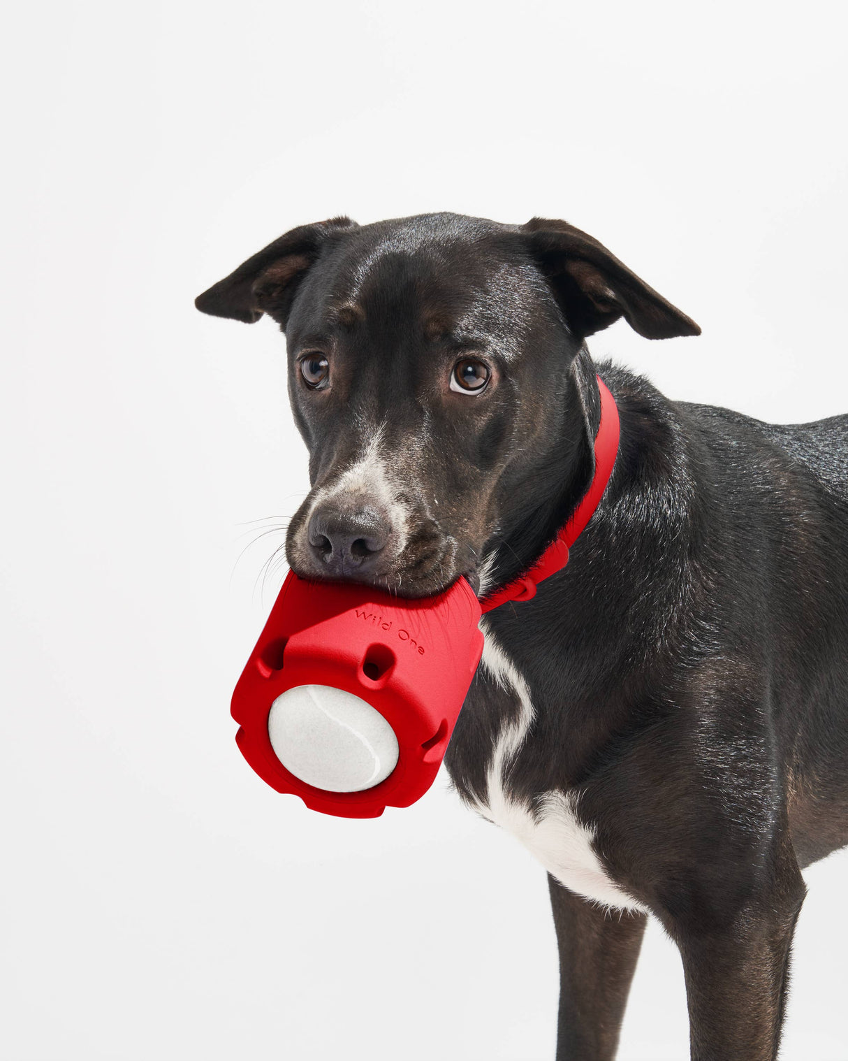 Wild One Tennis Tumble Interactive Dog Toy