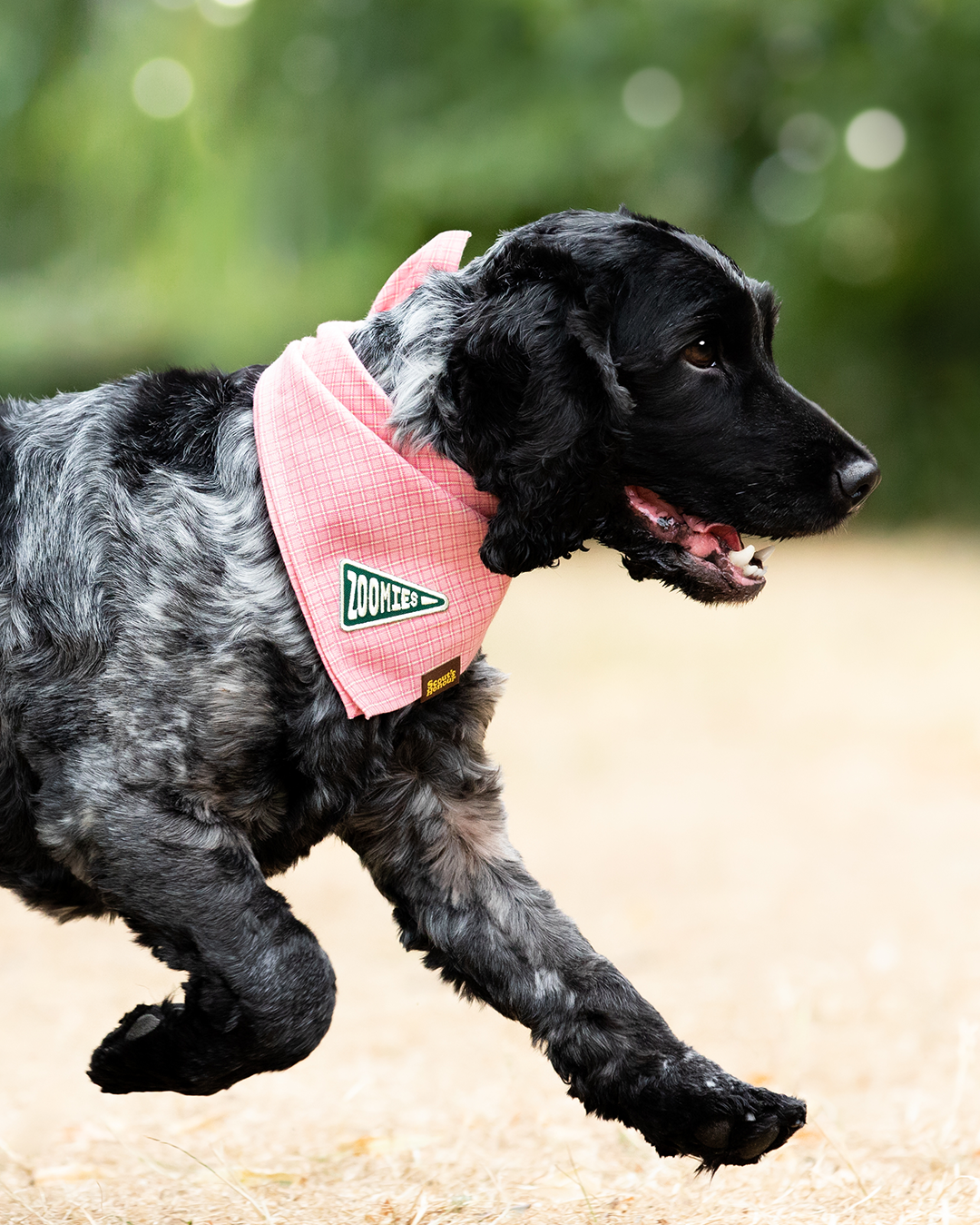 Scout's Honour Zoomies iron-on patch for dogs