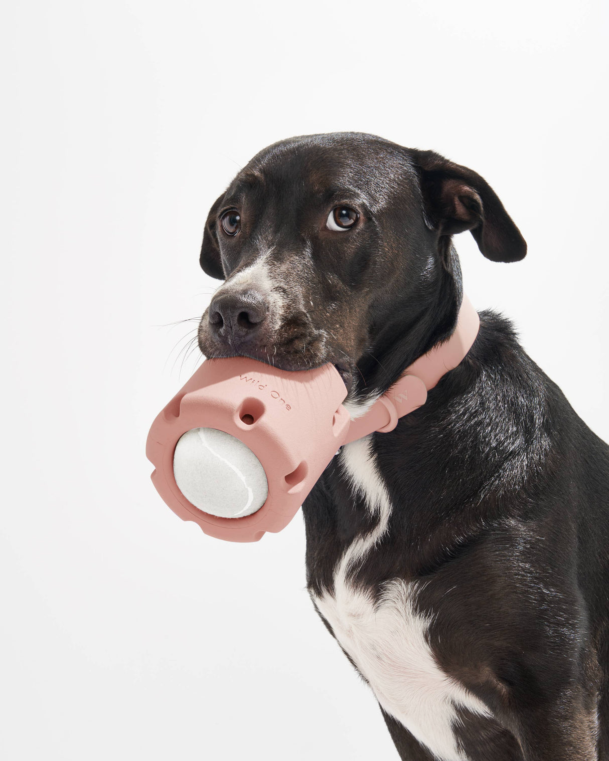 Wild One Tennis Tumble Interactive Dog Toy